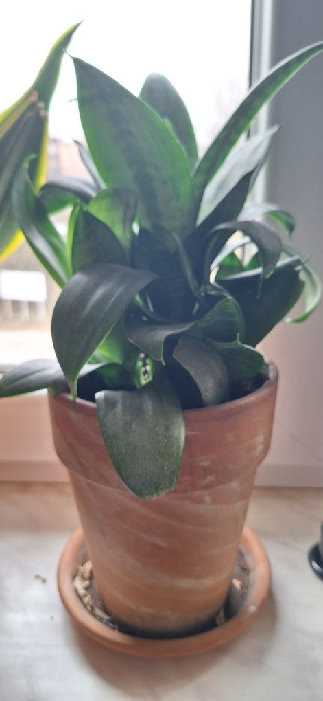 Grubosz, drzewko szczescia, sansewieria mini, sansevieria mini sadzon