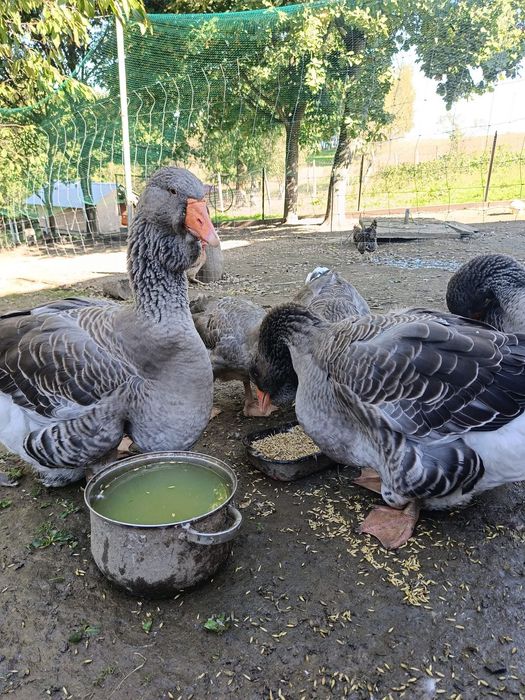 Gęsi tuluskie szare