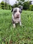 American PitBull Terrier Suczka