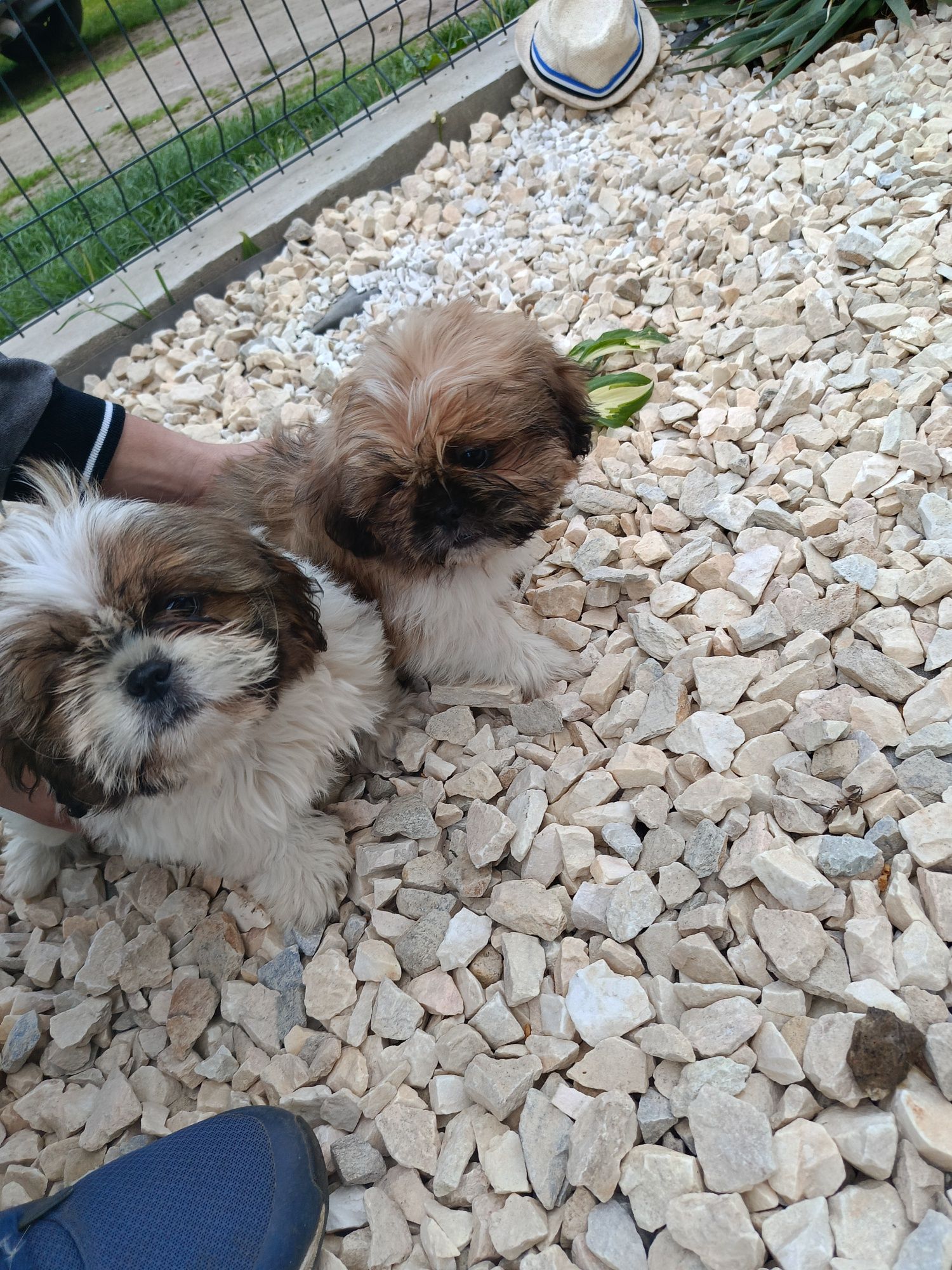 Piesek i suczka Shih tzu