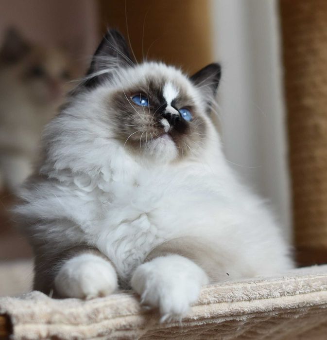 Kocurek Ragdoll gotowy do zmiany domku