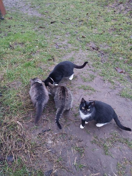 Do oddania piesek i kotki