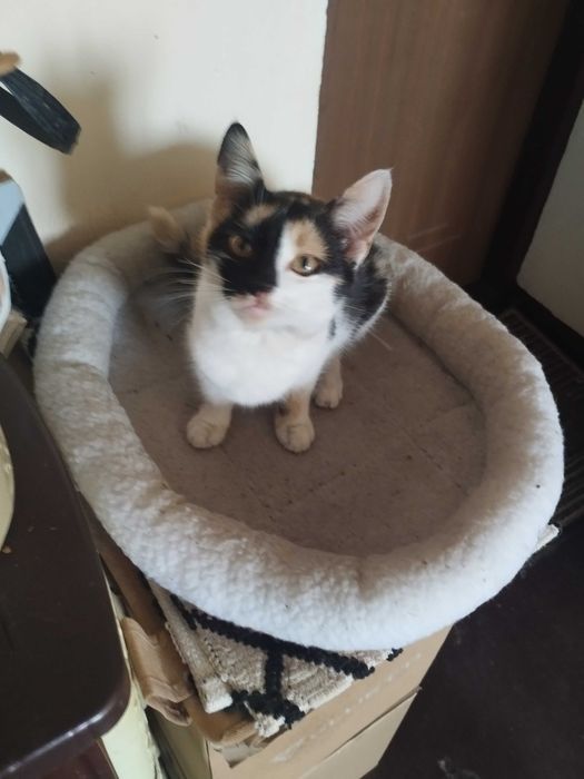 Трьохколірна кішечка шукає хорошу людину