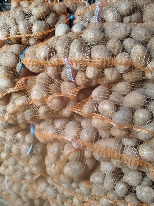 Ziemniaki jadalne Lili, Tajfun (możliwy transport)