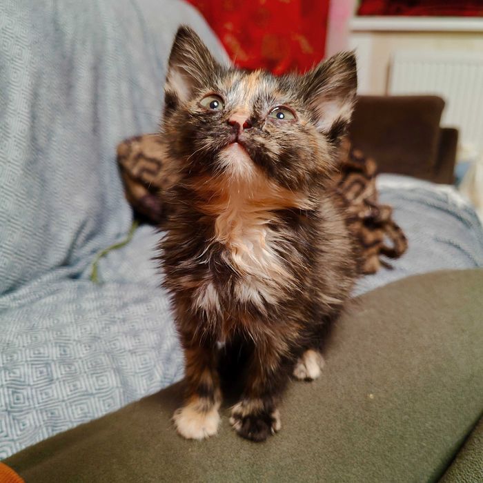 Котики шукають Дім!