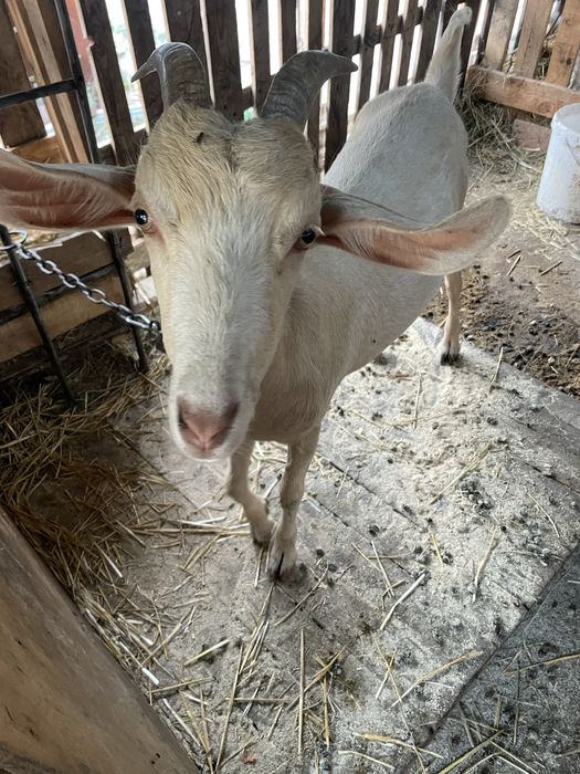 Продаются козы взрослые и малыши