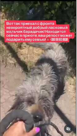 Вот так приехал с фронта невероятный добрый ласковый мальчик