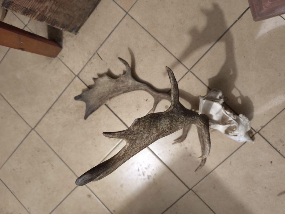 Wieniec daniela zrzuty poroże