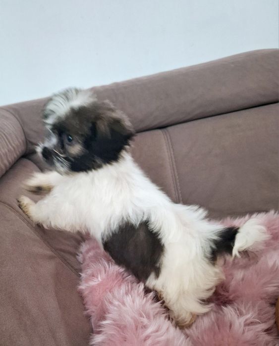 Piekny chlopczyk Shih Tzu Cacko czeka na dom