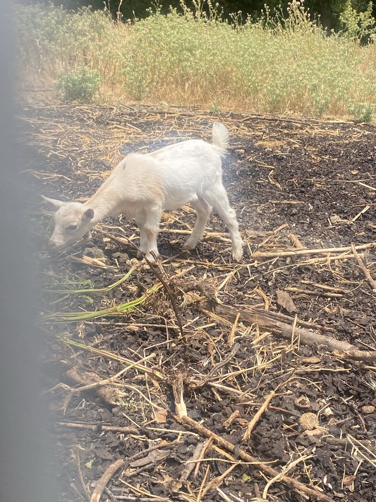 Vendo cabras anãs