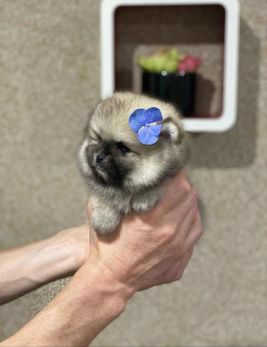 Мікро-хлопчик КСУ