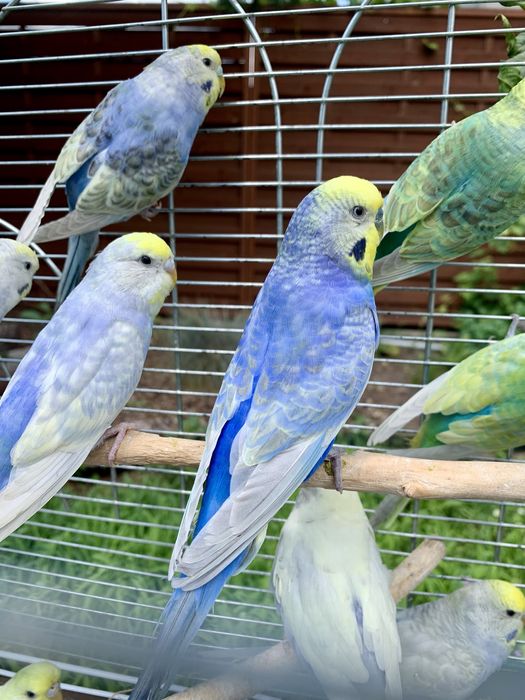 Papuga falista  tęczowe papużki faliste osobniki z 2023/24 roku