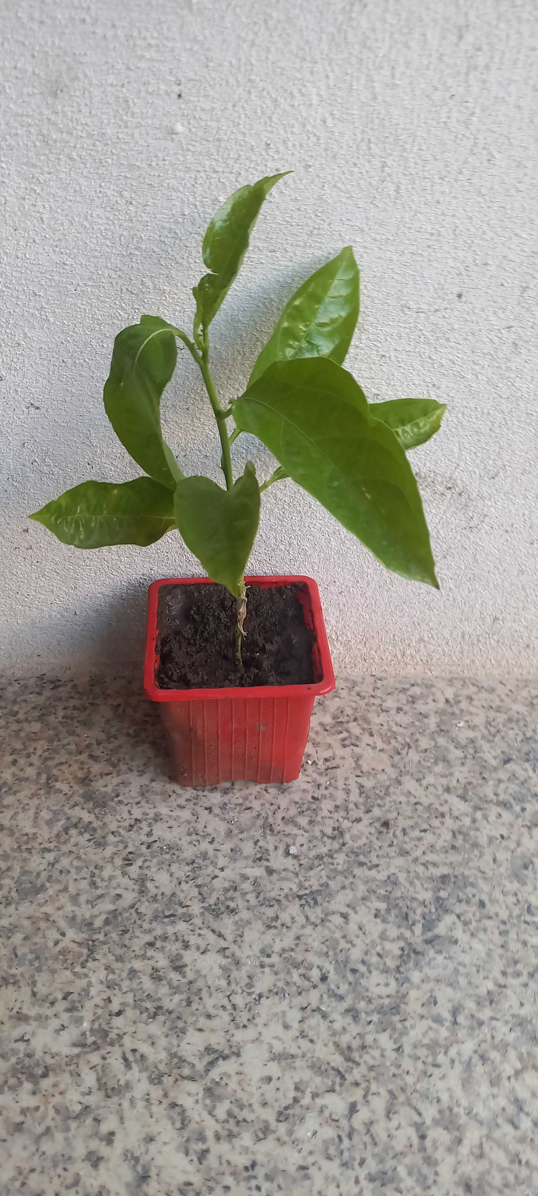 Pés de Maracujás