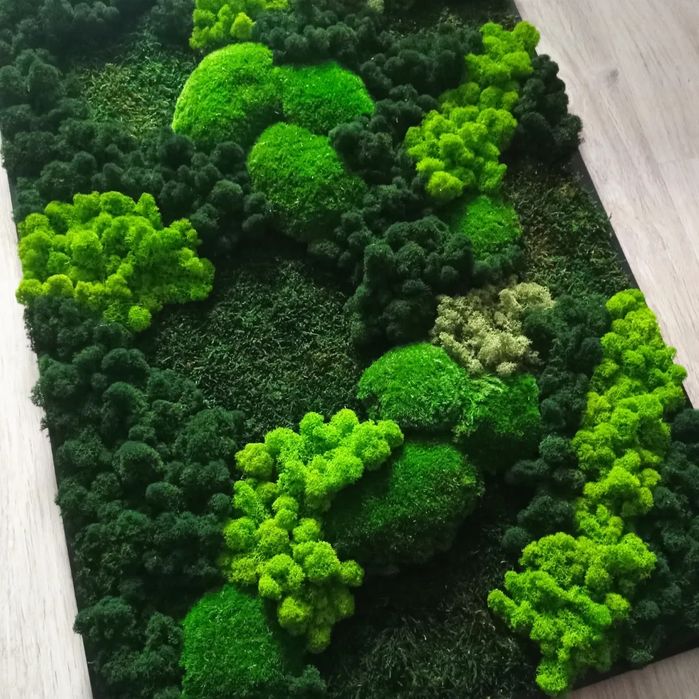 Obraz z mchem ozdoba do firm biur rośliny biurowe mech stabilizowany