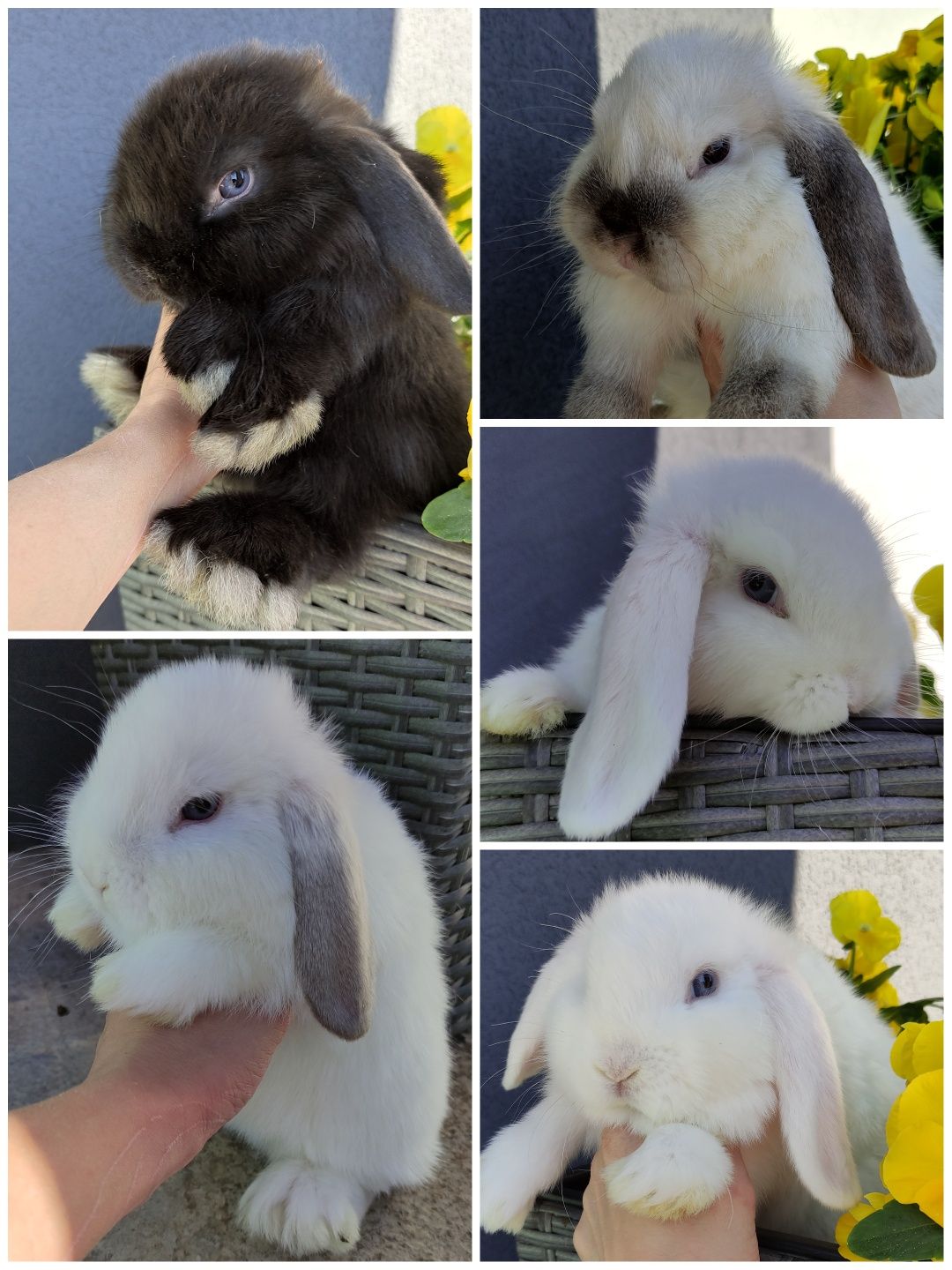 Mini Lop królik gotowe do odbioru