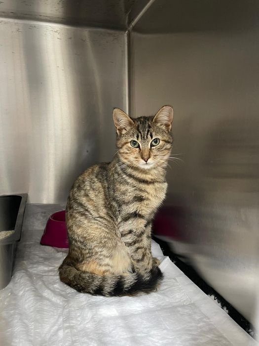 Gatinha bebé olhos verdes