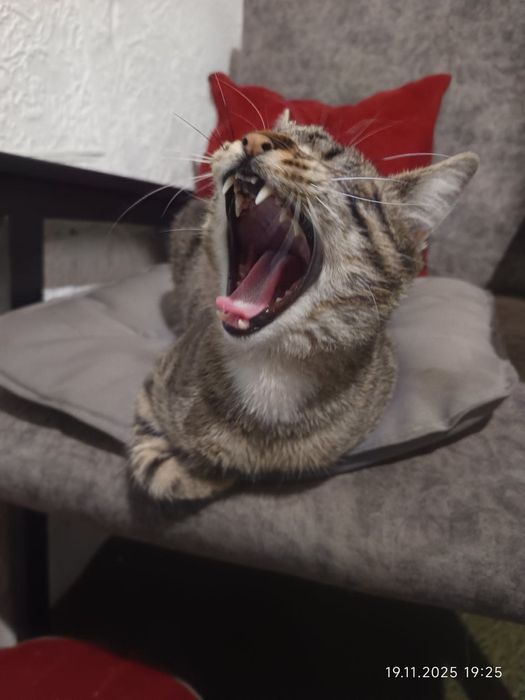 Тигровый молодой котик Шелдон бесплатно