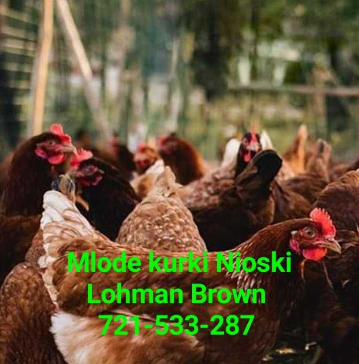 Kury Nioski Lohman Brown Leghorn Sandy Rosa