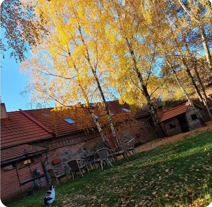 Kwatery, dom, domek, nocleg,  Halloween, grzyby, las, Dolina Baryczy