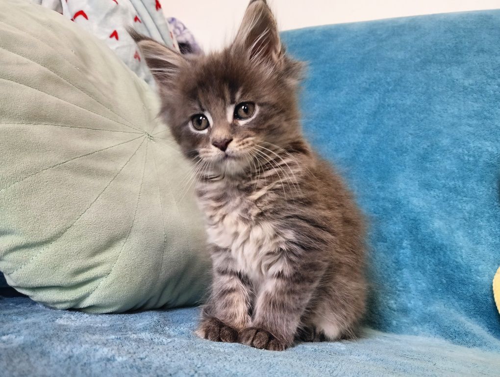 Maine coon masywna niebieska pręgowana koteczka z rodowodem FPL