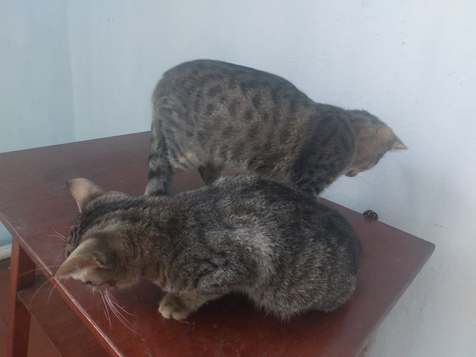Котики хлопчик і дівчатка шукають родину