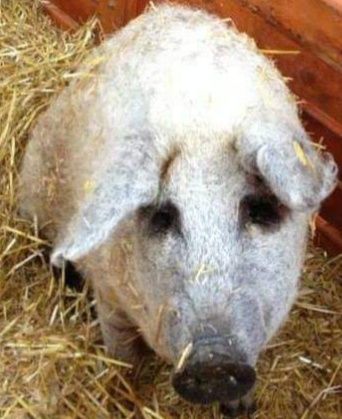 Поросята Мангалиця