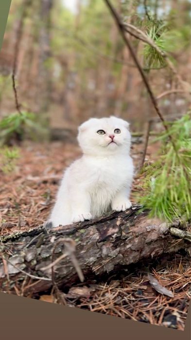 Висловуха шотландська дівчинка срібляста шиншила