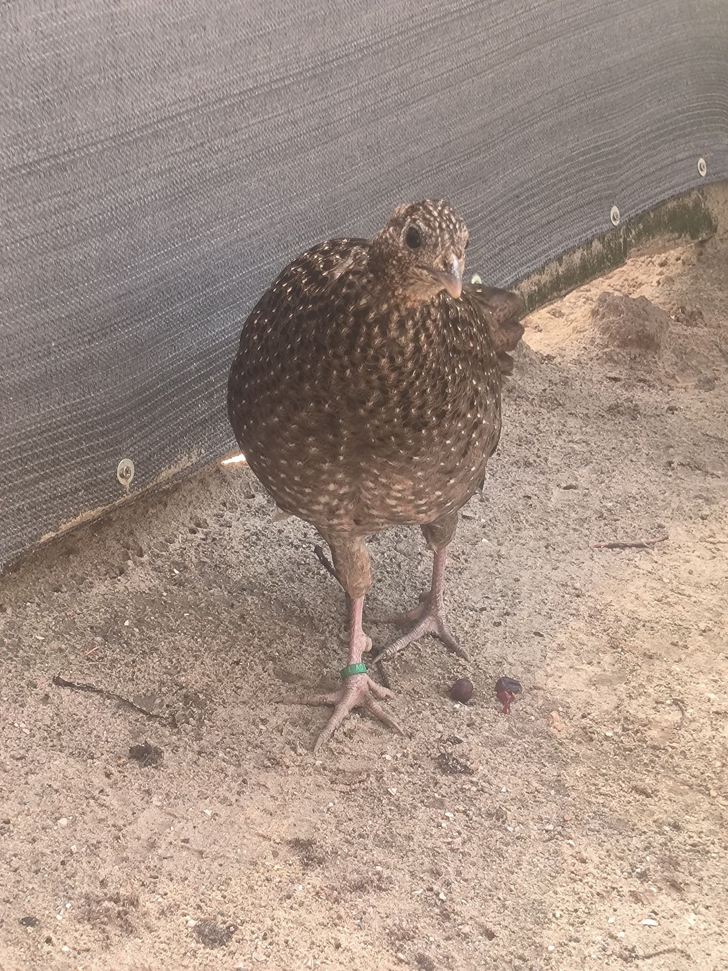 Kura satyr 2021r. Tragopan