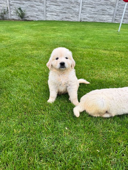 Golden retriever