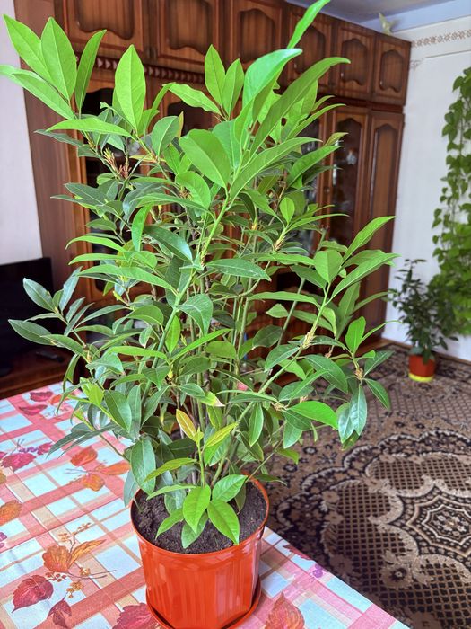 Лавр благородний