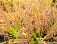 Nasiona rosiczki Drosera Capensis typical x50 rosiczka