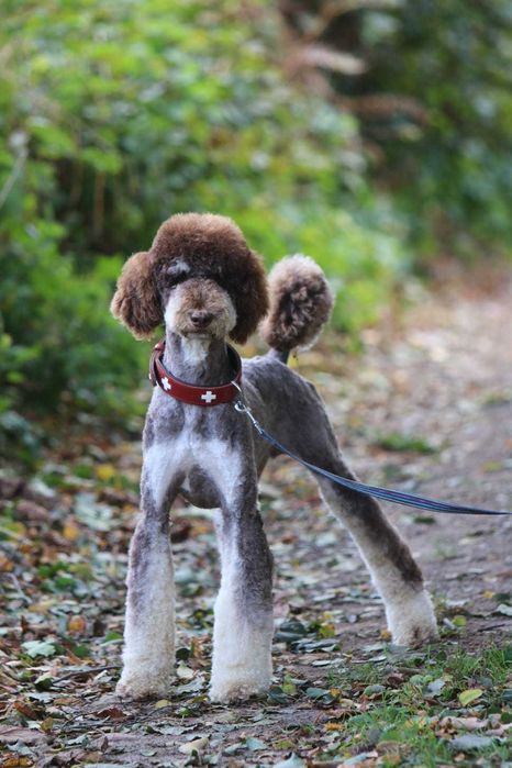 Choco Tan Poodle duży Pudel królewski Czekoladowy Tan Samiec 1,5 roku