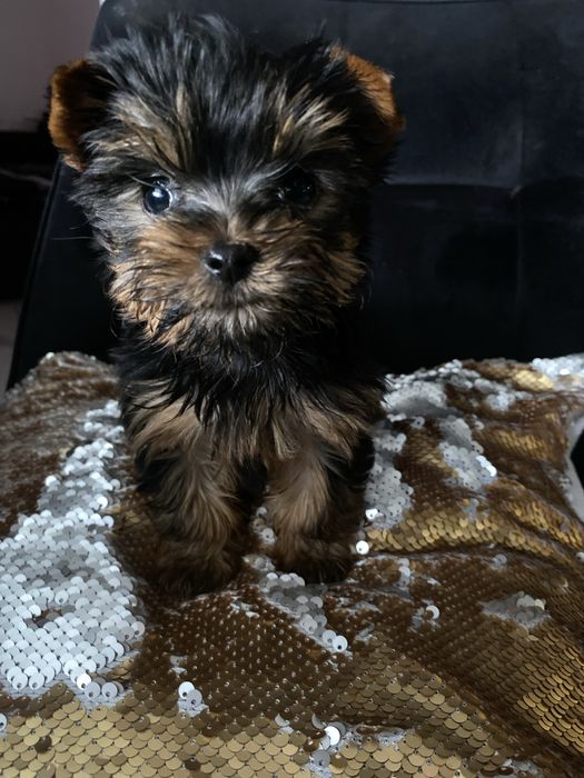 Кучерявий цуцик міні йорк бейбі фейс на подарунок!