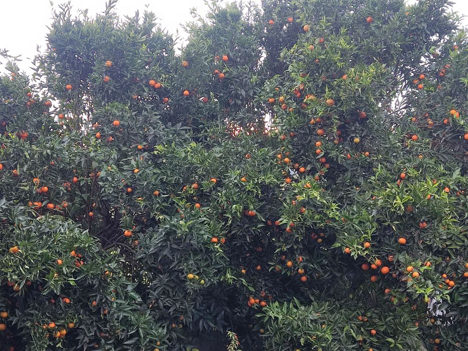 Tangerinas biológicas caseiras sem químicos