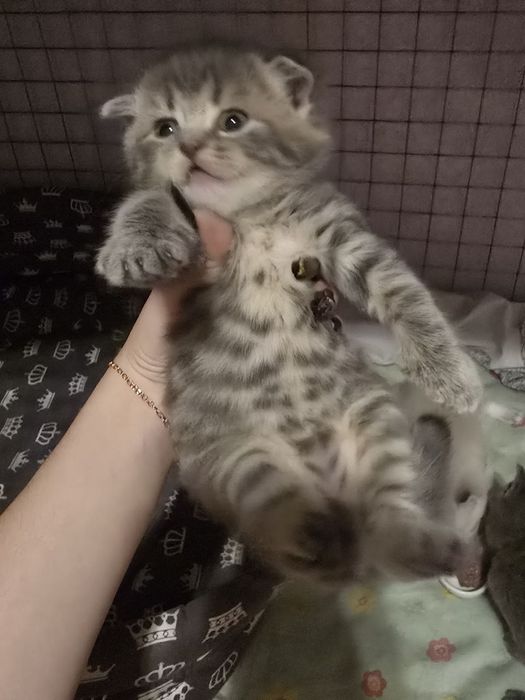 Котята, кошки , кот