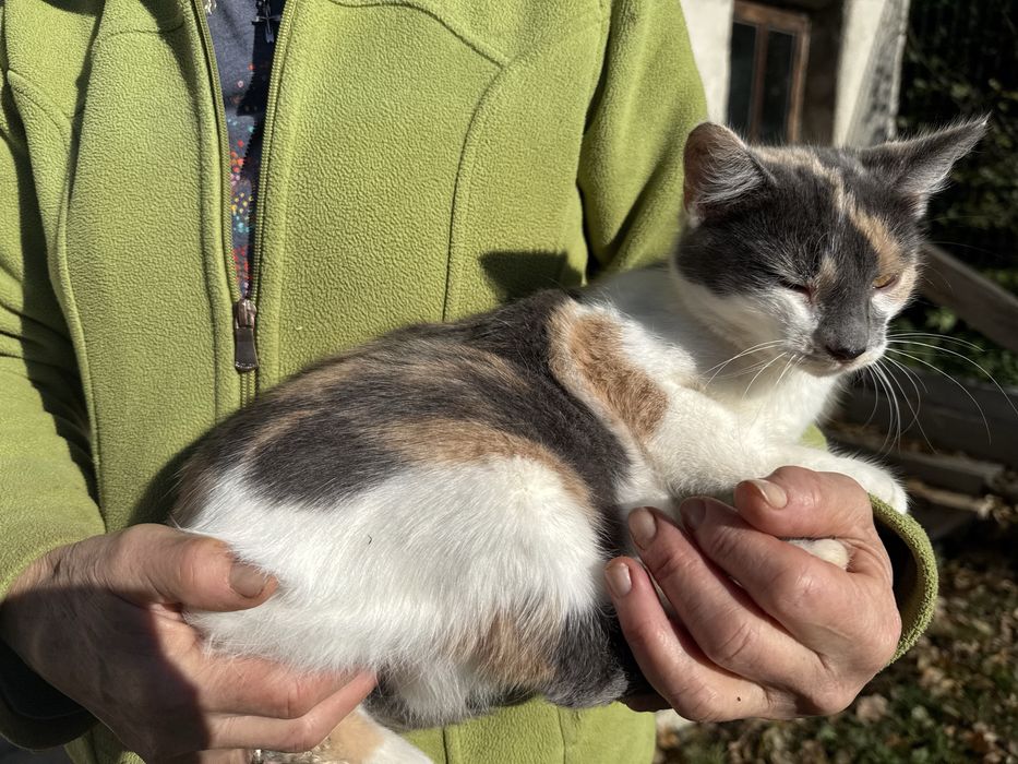 Dwa bezdomne koty czekaja na wymarzone domy !