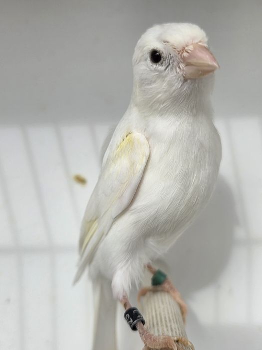 Kanarek miniatura hiszpańska,para,2025r.kanarki