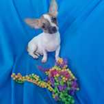Suczka Chihuahua