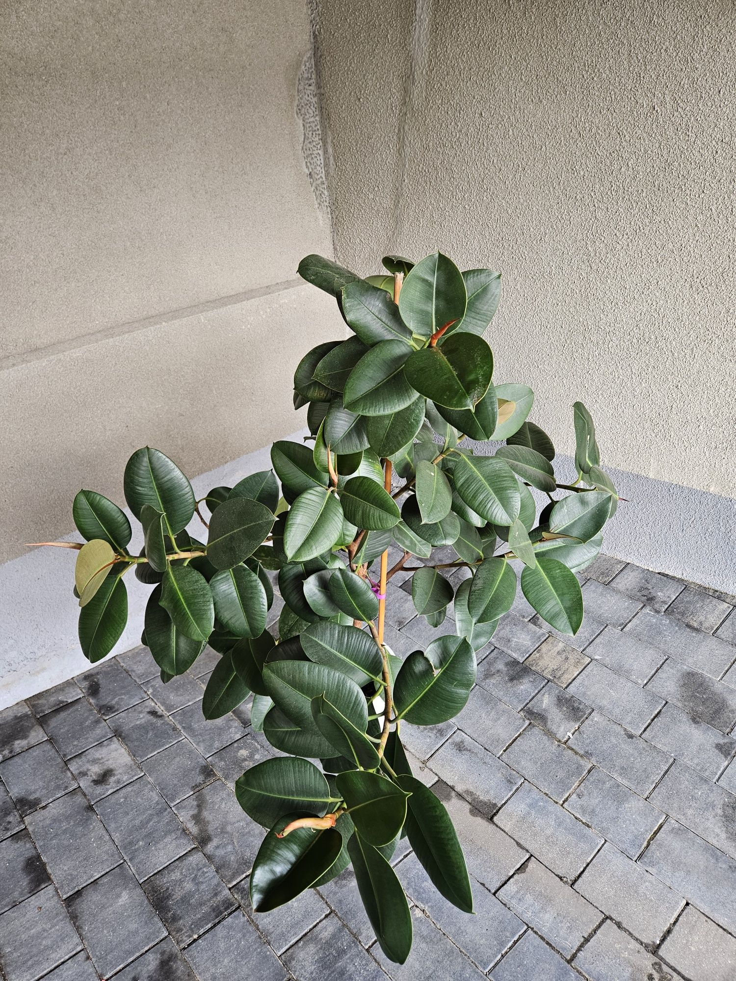 Ficus Robusta okolo 140 cm