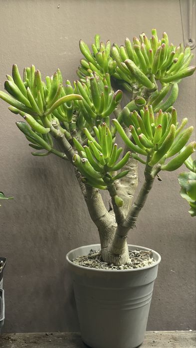 Бонсай. Крассула минор и др. Сорта