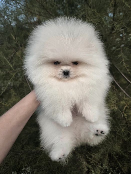 FCI Szpic miniaturowy Pomeranian BOO ZKwP z rodowodem