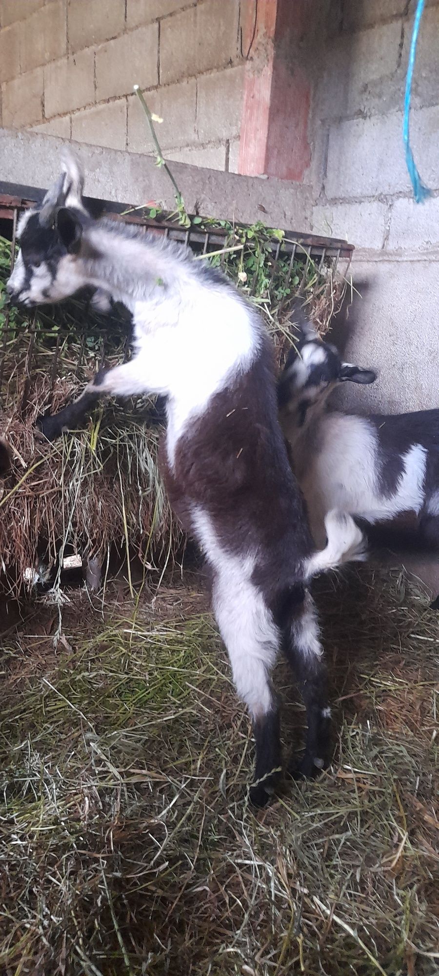 Vendo cabritos 3/4meses