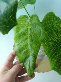 Calathea musaica Network Kalatea kwiaty domowe doniczkowe