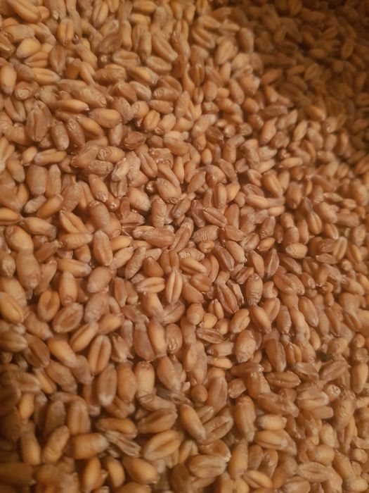 Pszenica  ozima Kariatyda