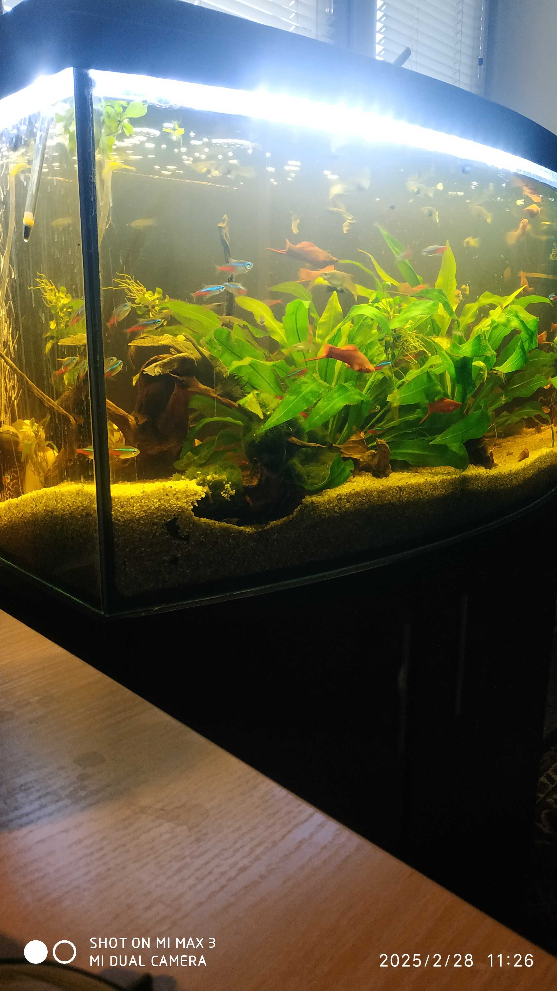 Sprzedam akwarium 120l z szafką i akcesoriami