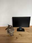 Monitor Dell U2412Mc / 24” / 1920x1200