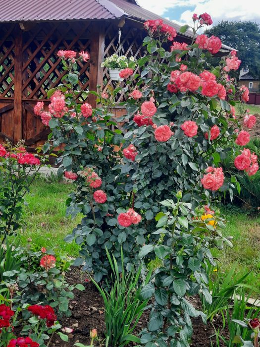 Затишний відпочинок  у Карпатах