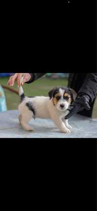 Jack russell terrier FCI