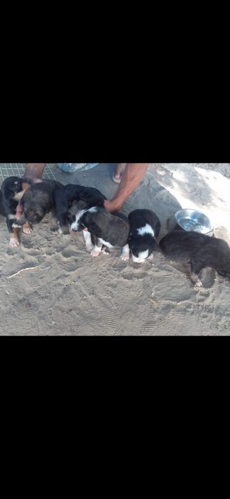 Doação de cachorro
