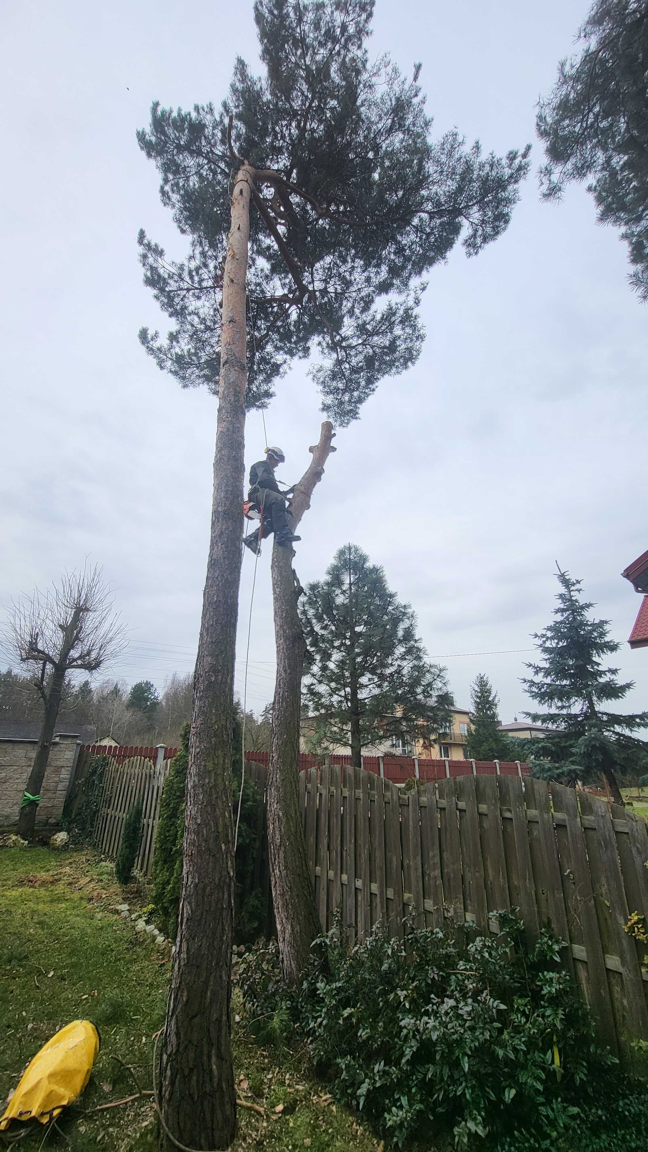 Usługi arborystyczne, wycinka drzew, pielęgnacja drzew